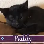 paddy