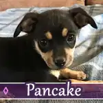 pancake