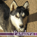 pandora