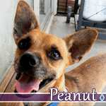 peanut