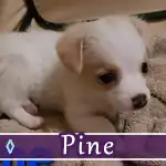 pine