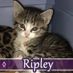 ripley