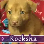 rocksha