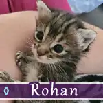 rohan