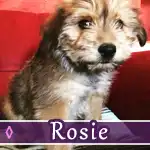 rosie