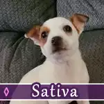 sativa