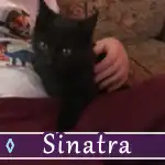 sinatra