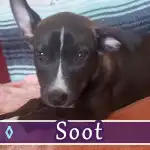 soot