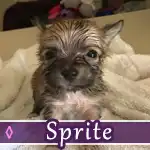 sprite