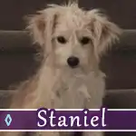 staniel