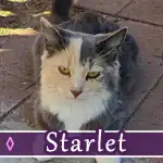 starlet