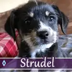 strudel