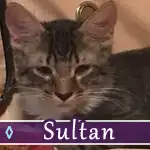 sultan