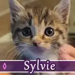 sylvie