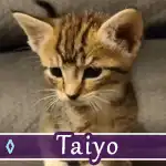 taiyo