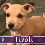 tivoli