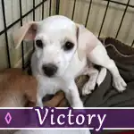 victory