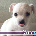 vino