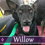 willow