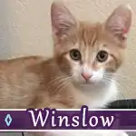 winslow