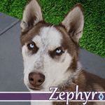 zephyr